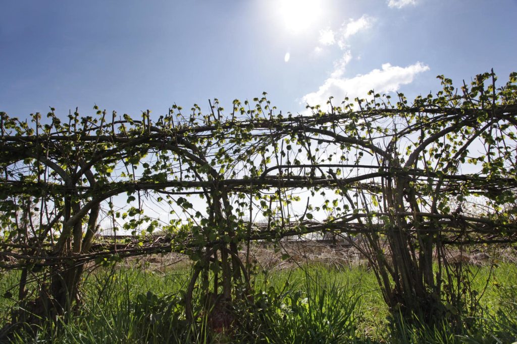 Nieheimer Flechthecke wandern im Urlaub