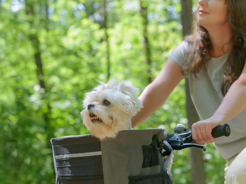 Urlaub mit Hund 