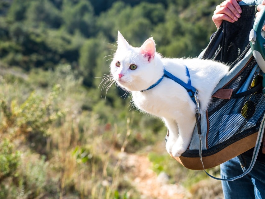 Urlaub mit Katze im Natur-Ferienpark