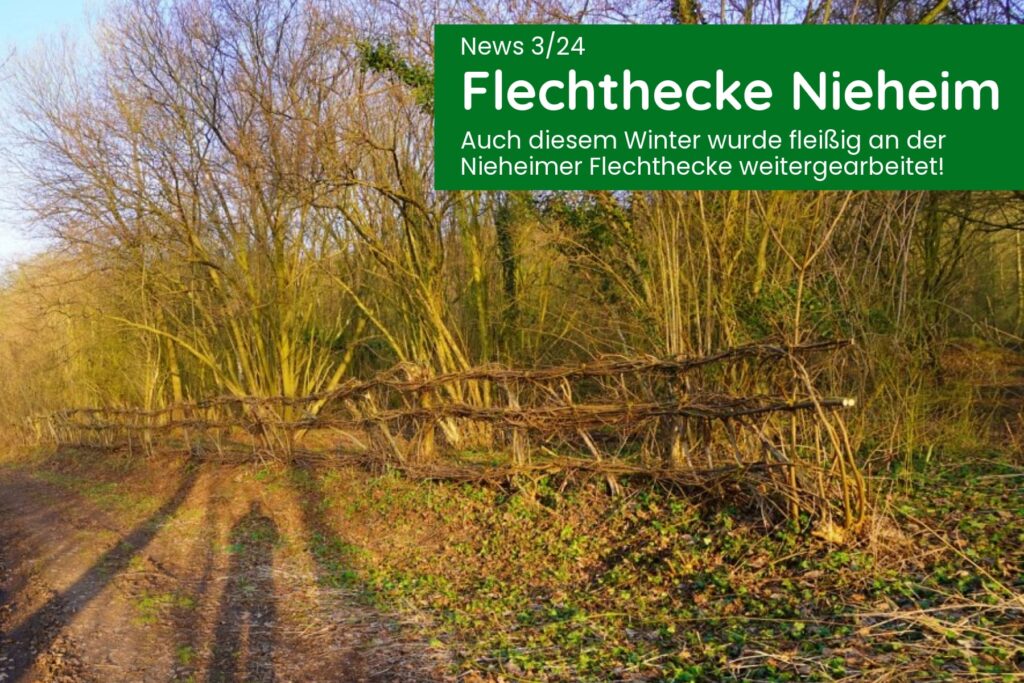 Nieheimer Flechthecke